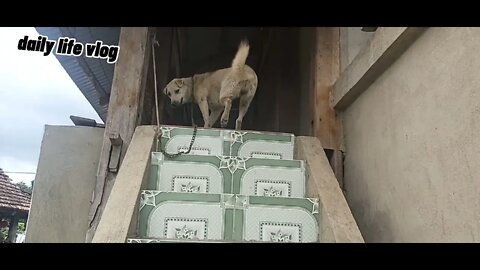 The house dog does not let strangers in the house