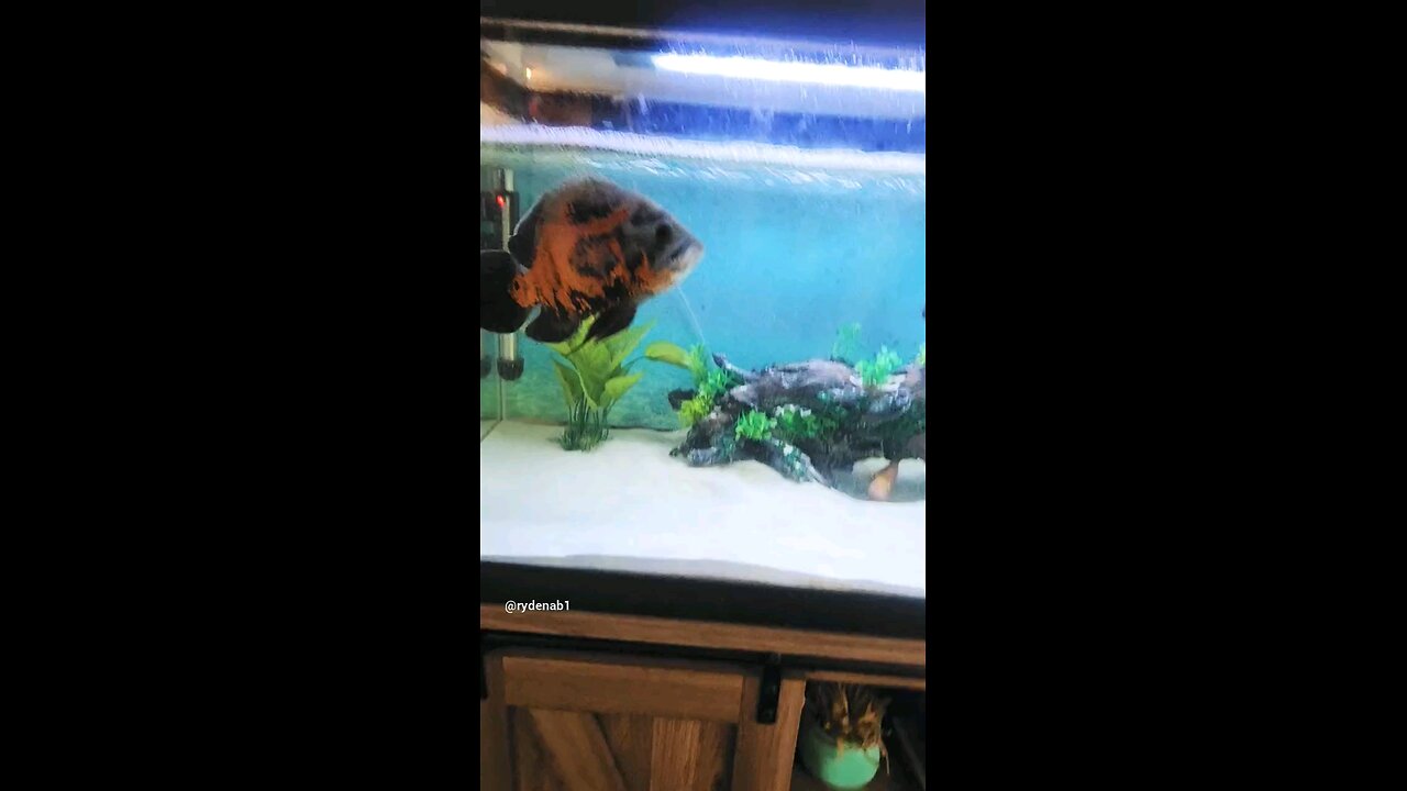 Tiger Oscar loves bloodworms!