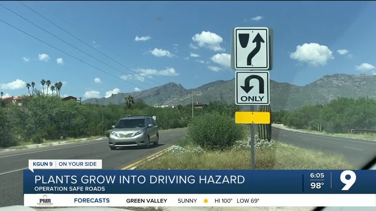 Monsoon weeds create driving hazards