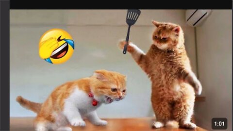 Funniest animals 2024, new Funny Cat andog