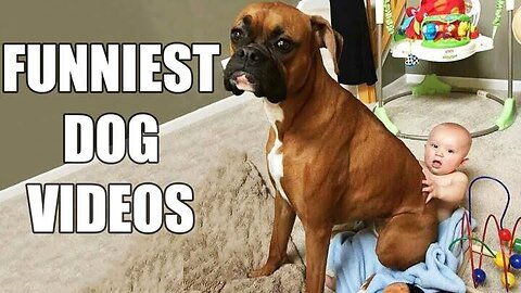 Best funny dog videos in the planet 😂😂