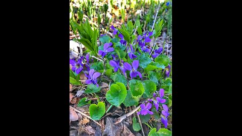 Spring flowers 🌸🌸🌸