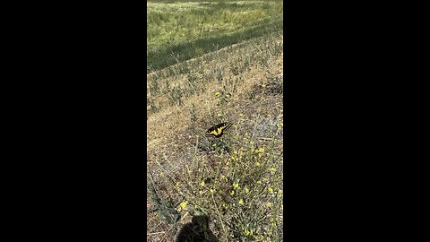 Monarch butterfly