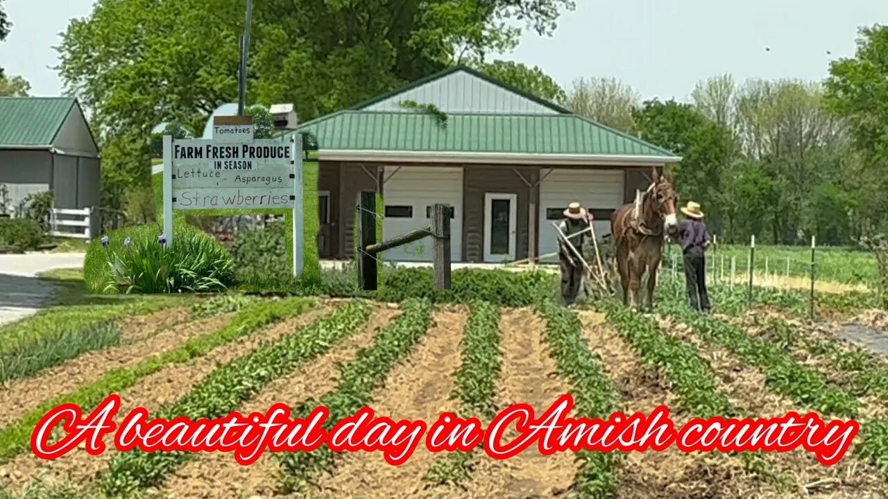 Spent the day with the Amish and Mennonite farms In Kentucky #amish