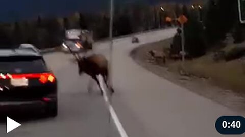 NOT A HYUNDAI FAN! Bull Elk SMASHES Car During Rut Season