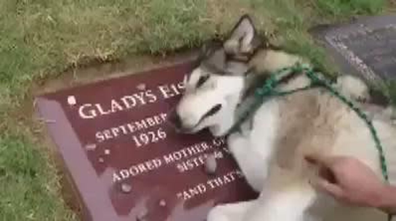 Dogs crying for Dead owner really sad Moments