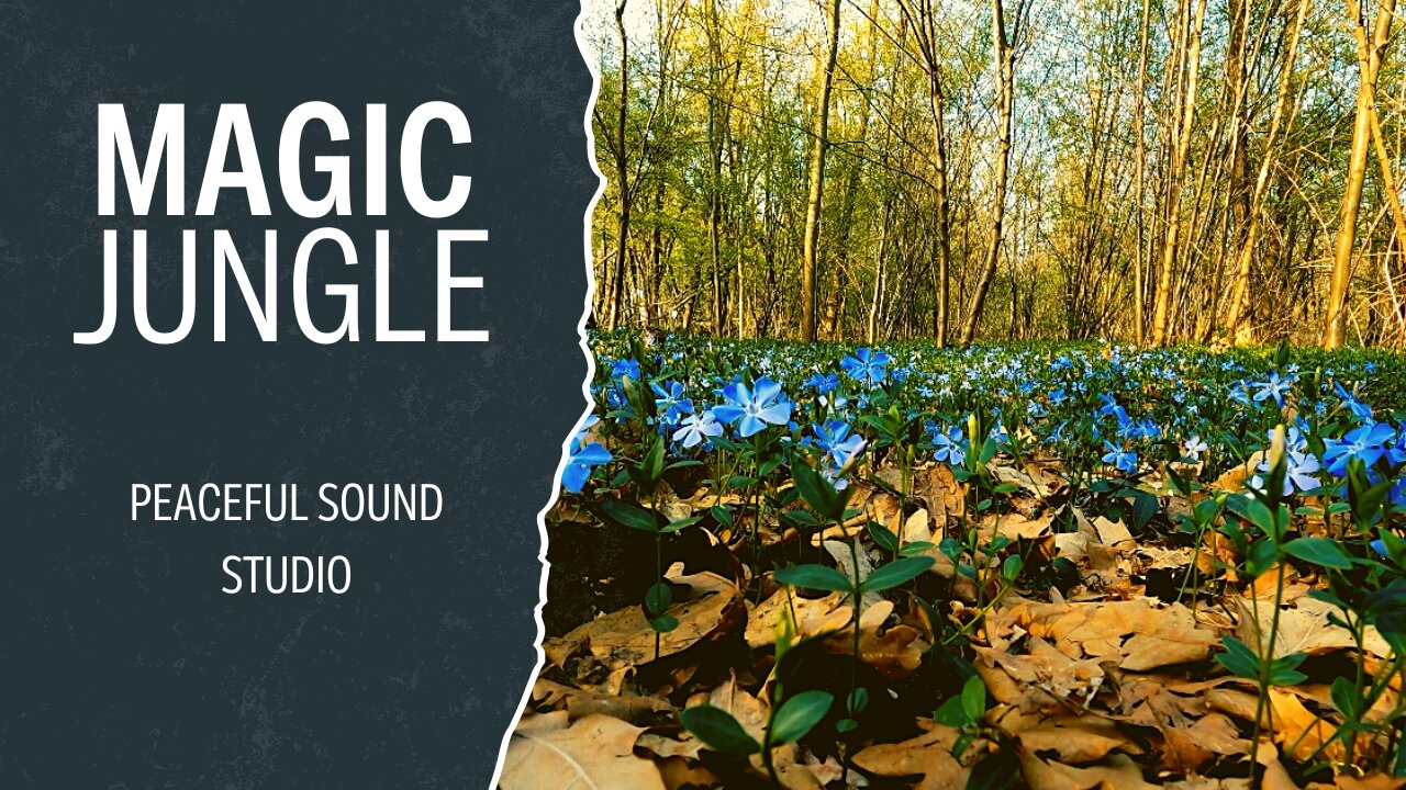 Jungle Magic Sounds Recorded During The Day