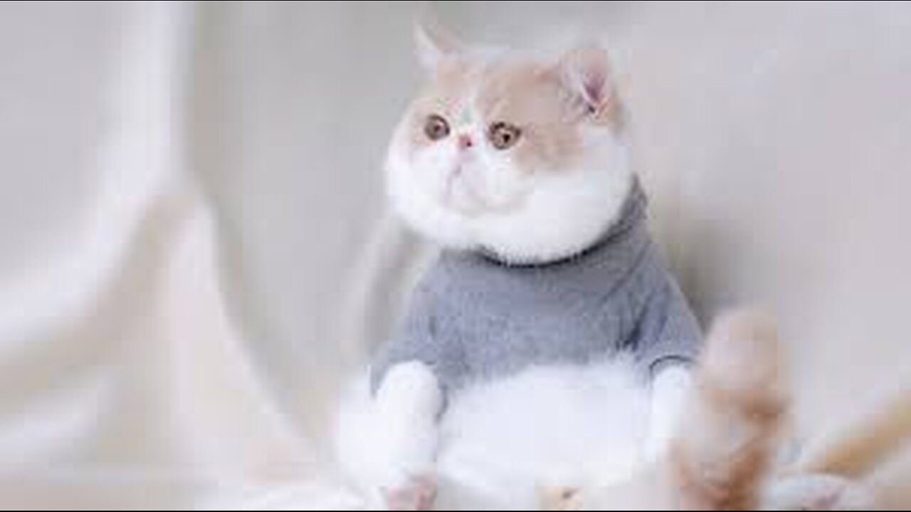 Funny Animals 2024 😺🐶 - New Funniest Cats and Dogs Video