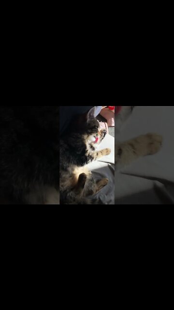 Feral kitten we found in car engine settled into our home 💕