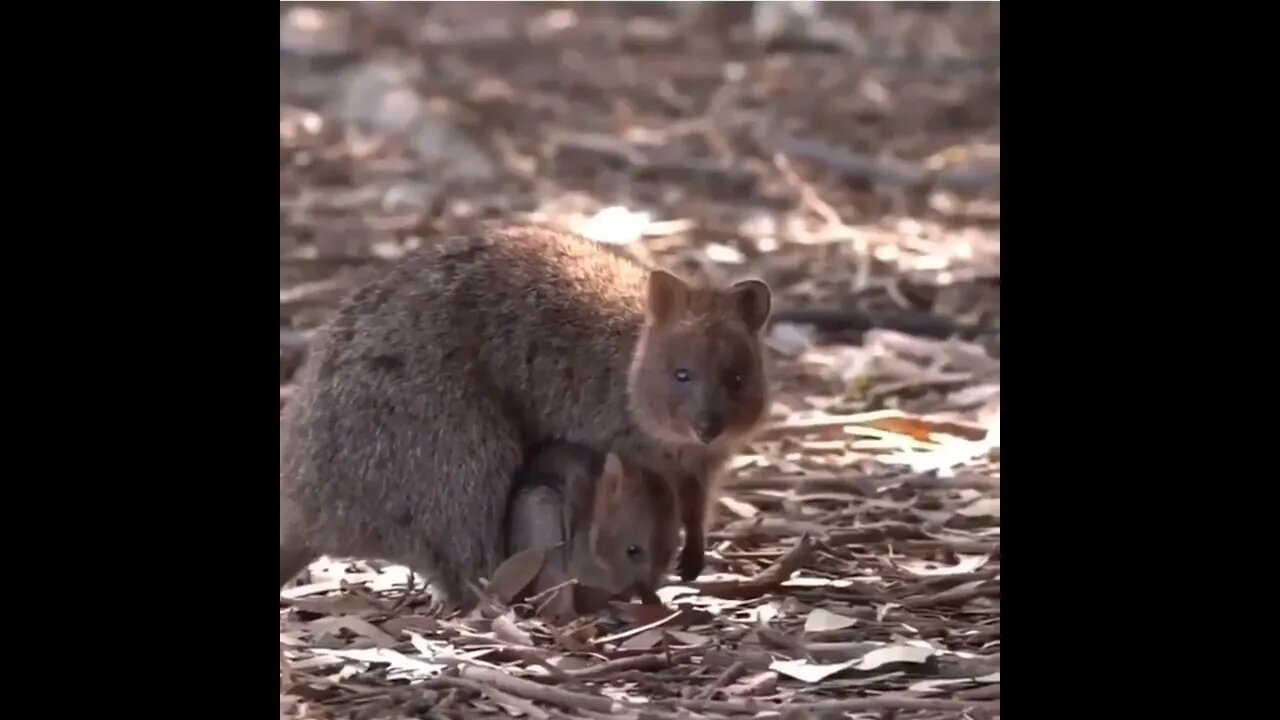 Cute funny Quokka -123