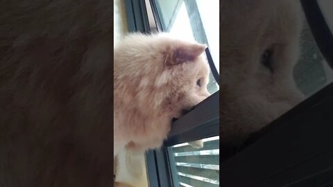 Another Lockdown ? , not again , #short