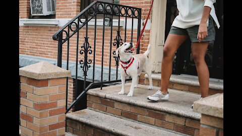 Professional Dog Training: How to teach your dog to listen to you Why your dog wont listen to you