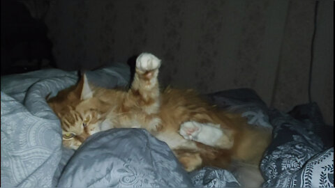 Mad cat attacks at night
