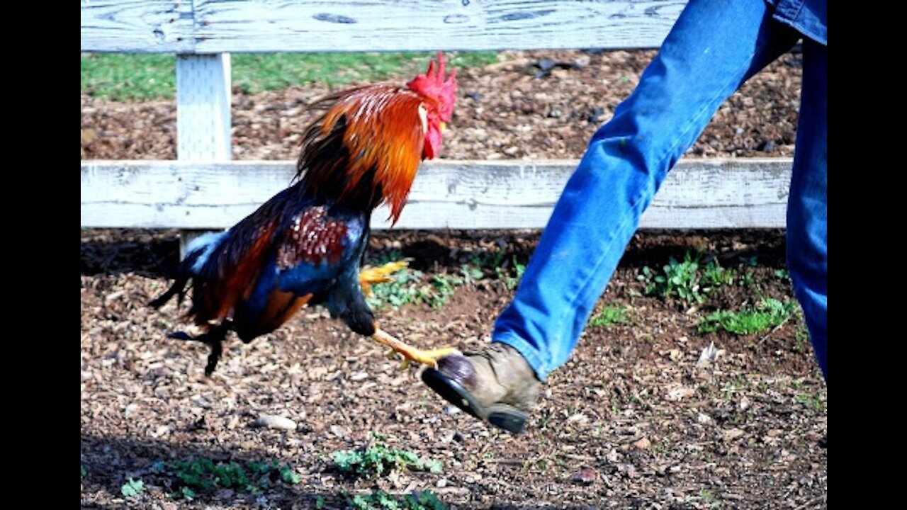 Man vs Red Rooster