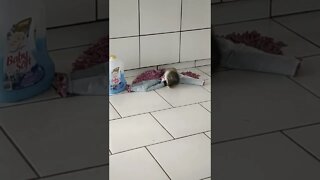 Joy - Brincando com o tapete