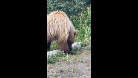 Bear encounter