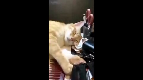 cat funny moments