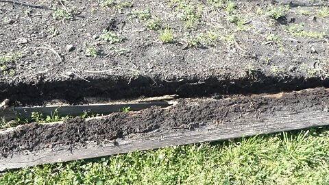 BACK YARD GARDEN ( BOX ROT )