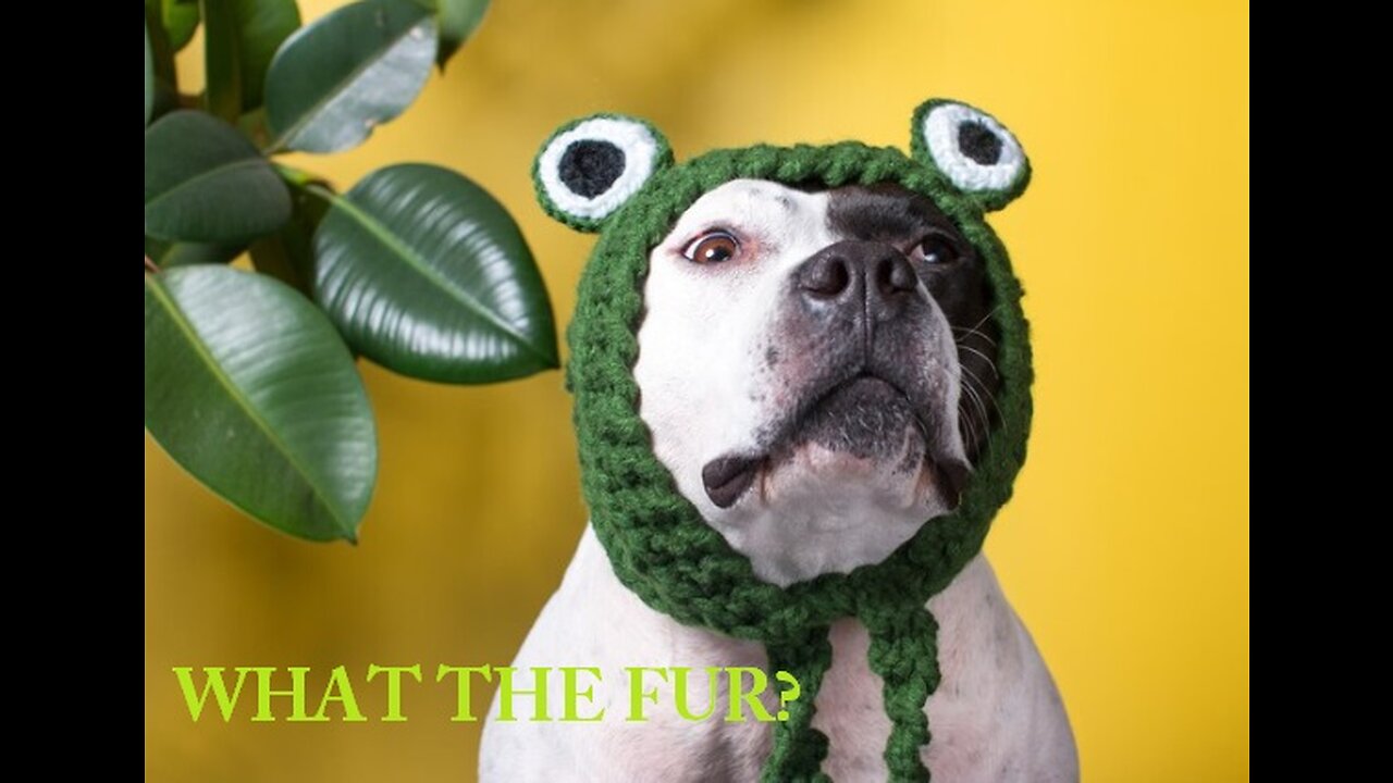 Funny pets and animals