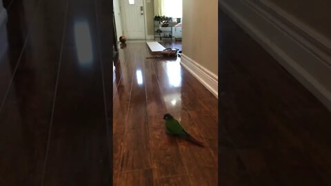 My bird settling on the floor