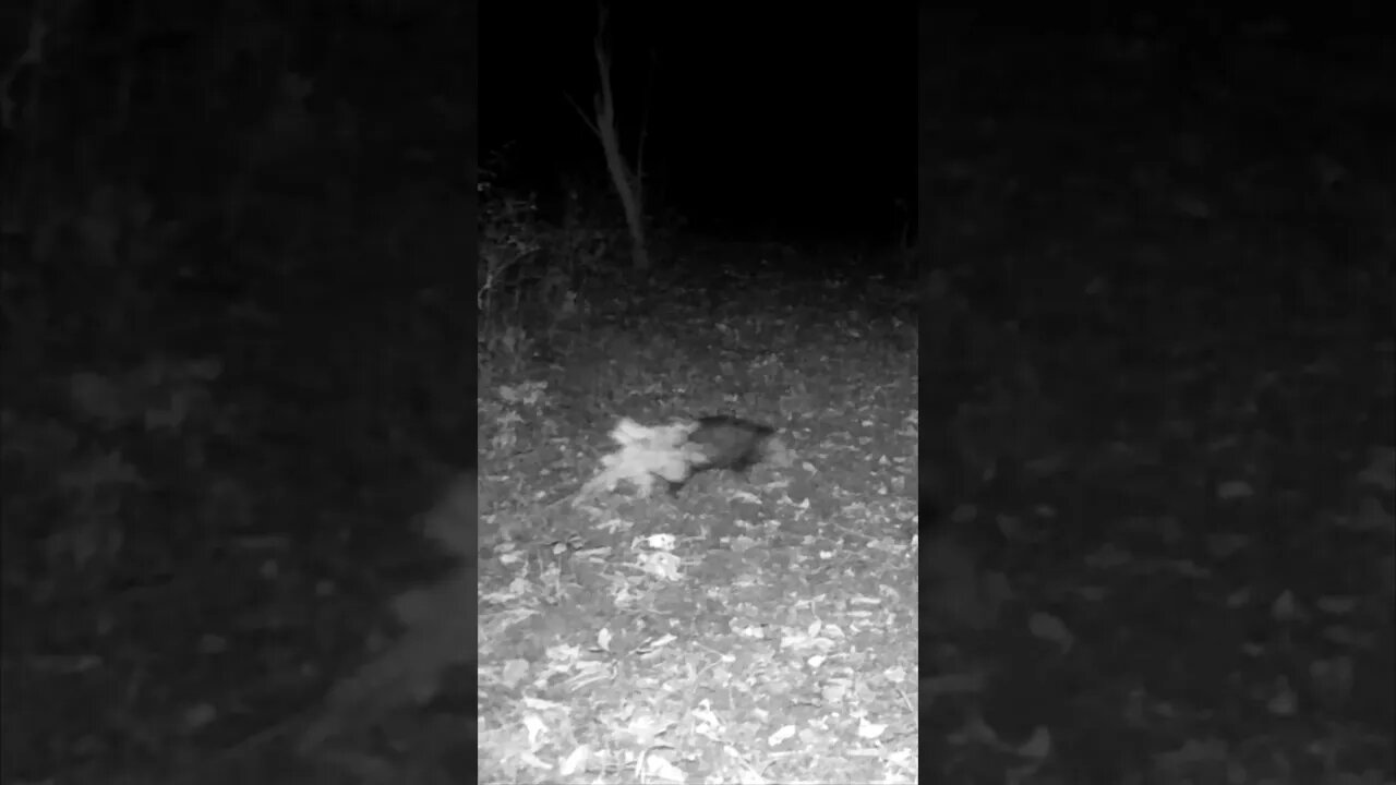 Opossum HARD At WORK!!!