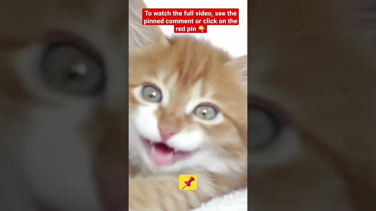 cute cat videos 😹funny videos 😂1394😻#shorts #kityy #funnycatsvideos #funny_cat #funnykittenvideos