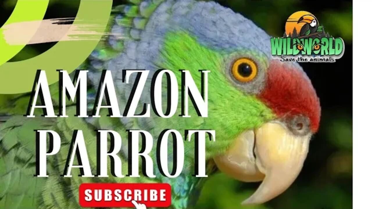 amazon parrot