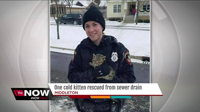 Pawblic service: Middleton police officer saves kitten from storm drain