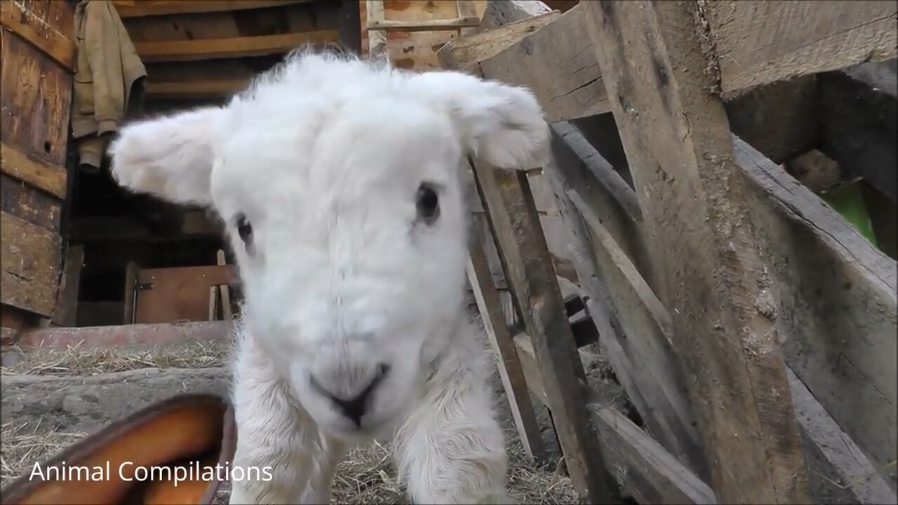 Cute Lamb Video for Kids