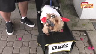 SPCA Tampa Bay Pet Walk | Morning Blend