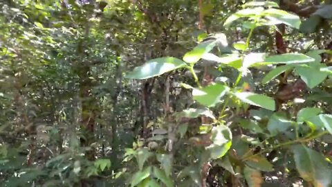 Sound of Footsteps in the Forest