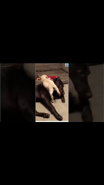 The wiggle though😂 #shorts