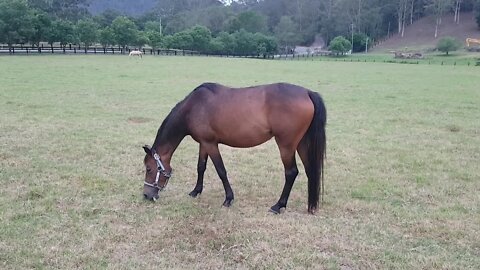 Ava the brumby pony looking fine
