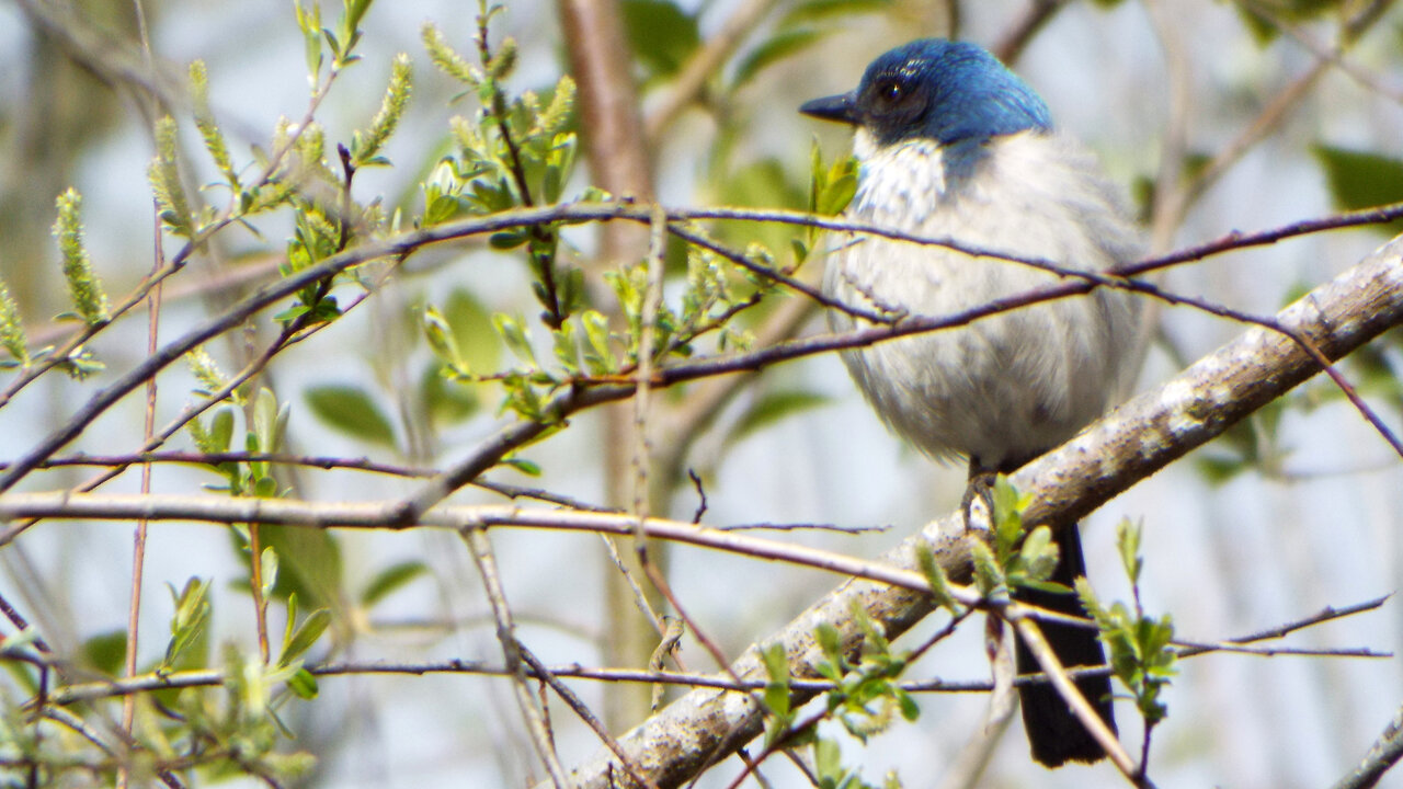 California Scrub Jay