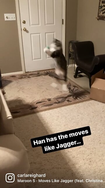 Han the Cat
