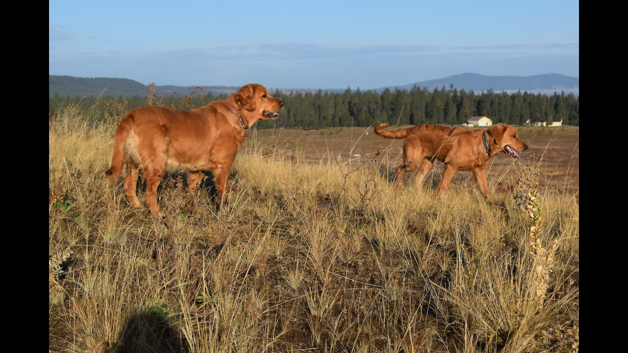Sunday Morning W/ Thumper