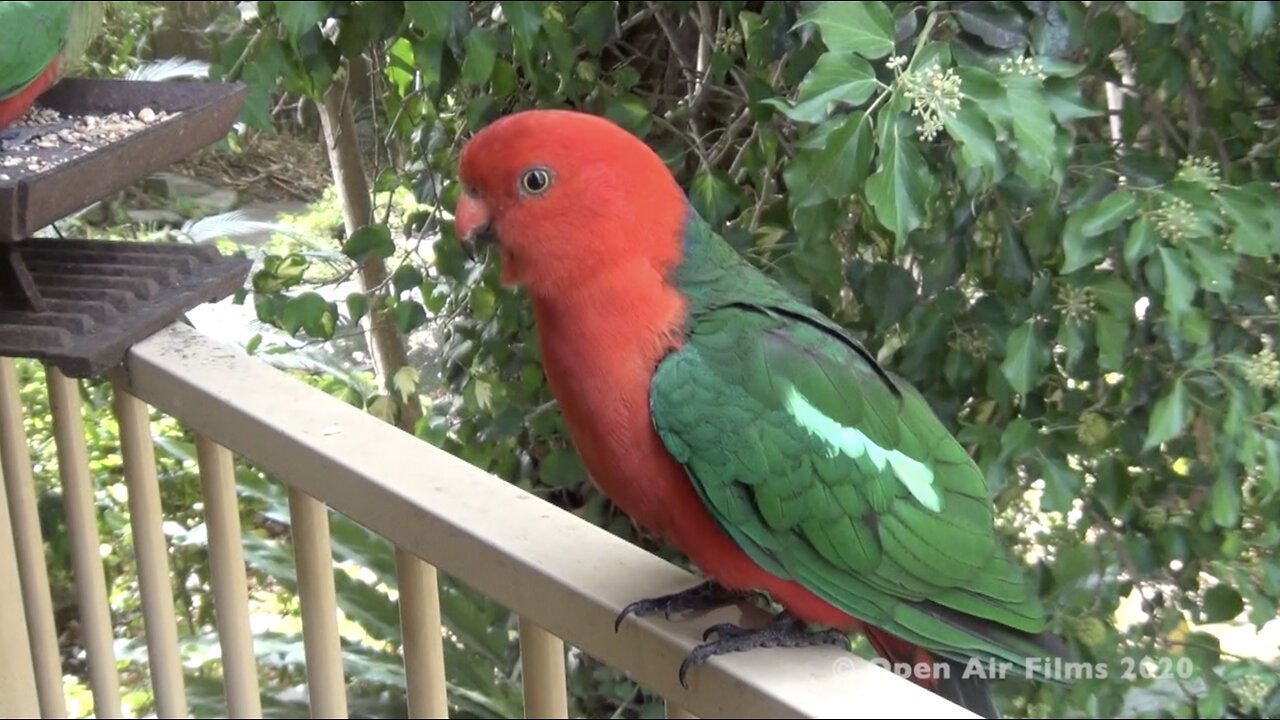 KING PARROTS AND BABY