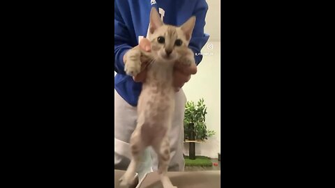 Cat dancing