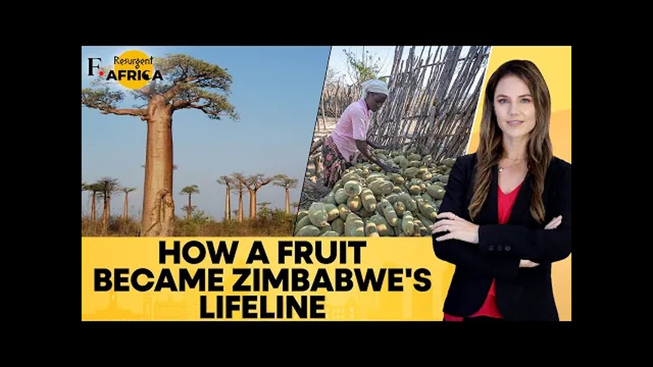 Zimbabwe: Fruit of Baobab Trees Provides New Lifeline to Rural Communities| Firstpost Africa