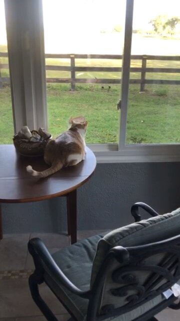 Mommmm can we have Rabbit Stew? Bunny Stew?