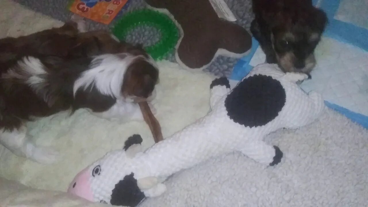 B Litter 8/18