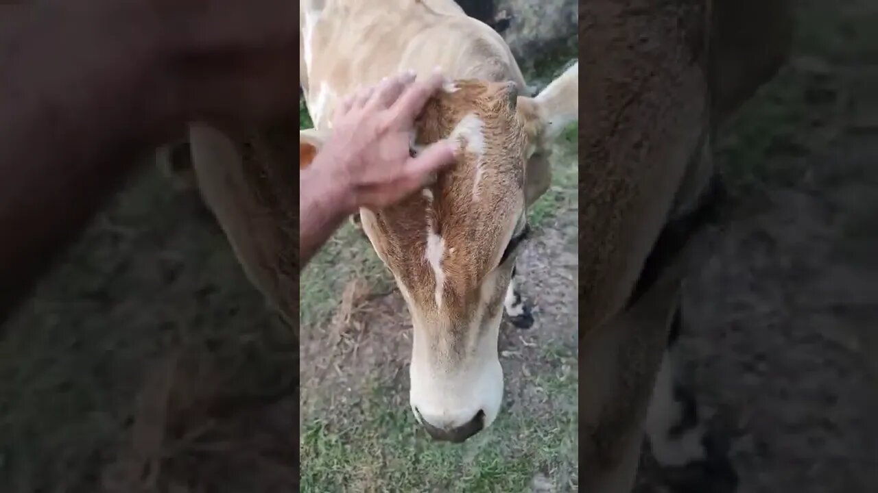 paz e tranquilidade na fazenda