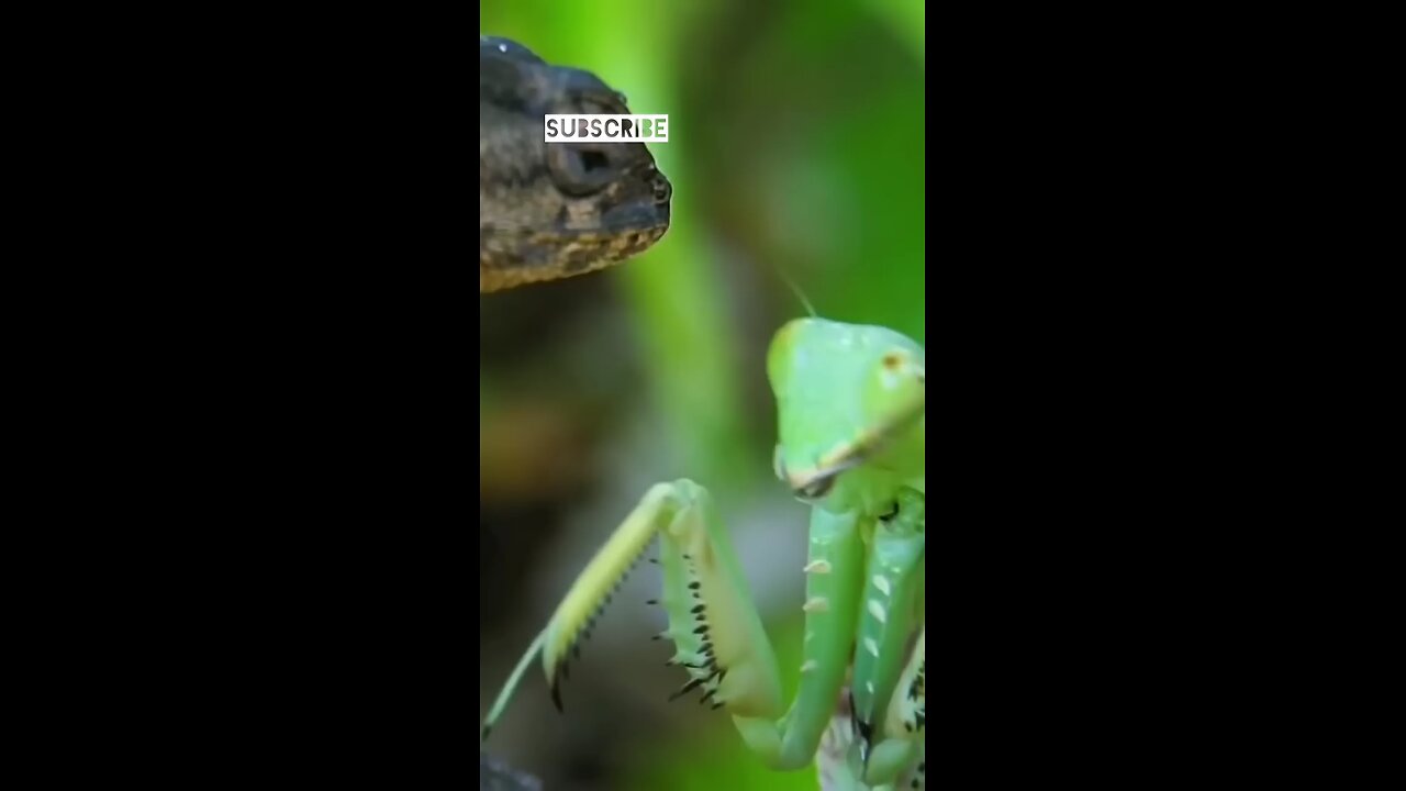 nature fight with big lizard and big mantis