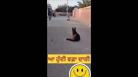 dog save child