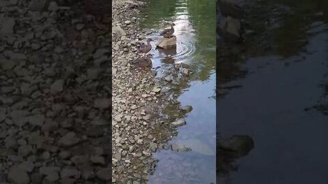 Ducks by the creek. #shorts #random #outdoors #ducks #wildlife