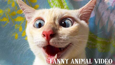 Fanny Animal Video