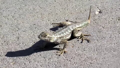 A Western Fence Lizard On A Sunny January Day