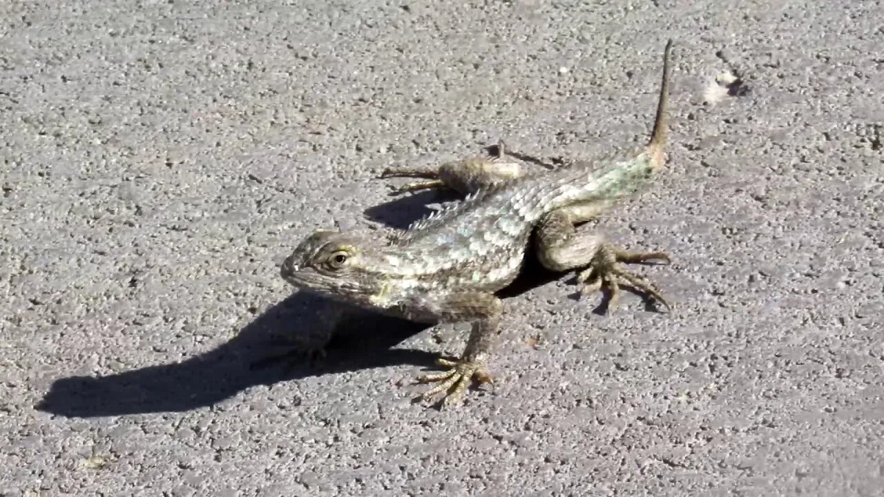 A Western Fence Lizard On A Sunny January Day