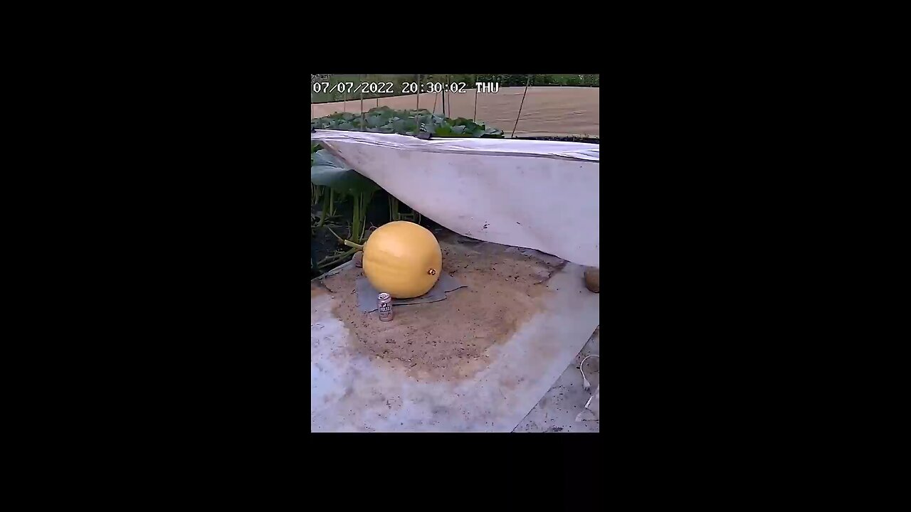 Giant Pumpkin Time lapse, 49 pounds a day 🎃🕜 #timelapse #halloween #giantpumpkin #pumpkin