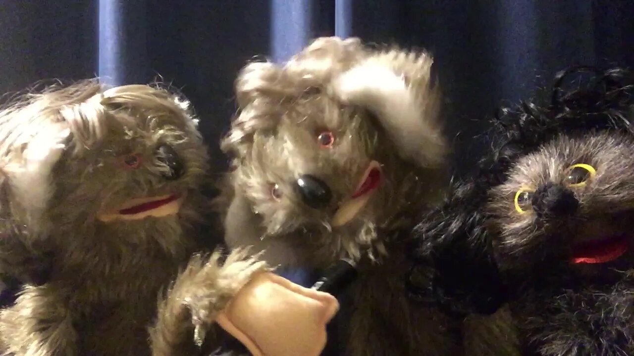 MNN: the Marsupial News Network
